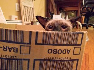 Meet your Posher, Beth